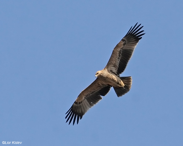   Imperial Eagle  aquila heliaca                           , 2008 .: 